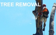 tree_removal