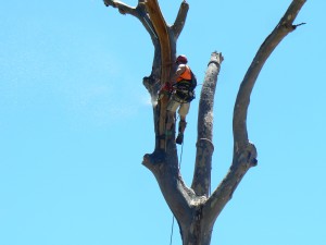 Storm Damaged Tree Removal