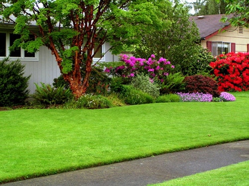 residential tree services