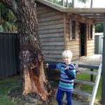 tree safety audits