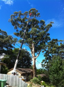 Crane Tree Removal Central Coast
