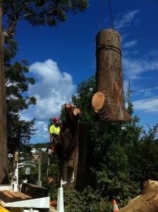 Tree removal with Crane