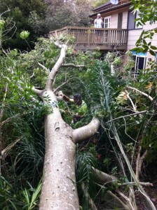 Fallen Tree Section