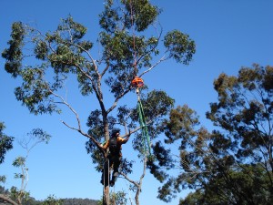 Climber Connecting Tree Section to the Helicopter