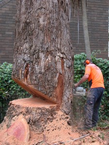 Tree Felling