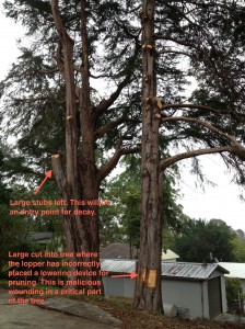 Cutting a tree in this way is a crime.