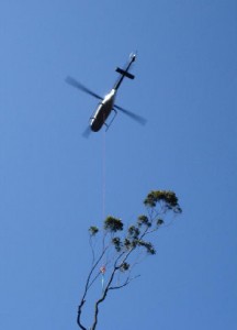 Helicopter Flying Tree Section to Landing Zone