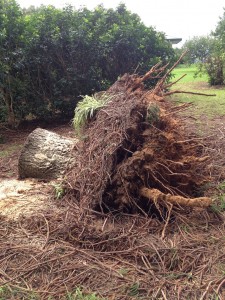Tap roots are a myth. Most trees have shallow root systems.
