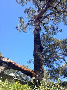 Fallen tree section