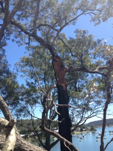 Split Tree
