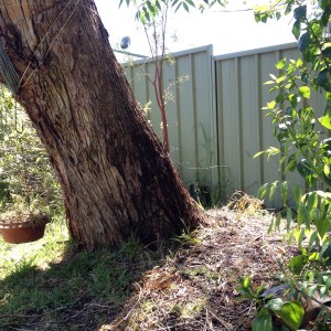 leaning tree
