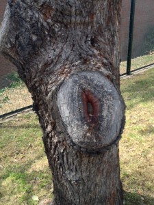 This is how a pruning cut should look in a years time. You can see the new wood rolling over and healing itself