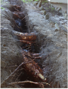 Tree Roots