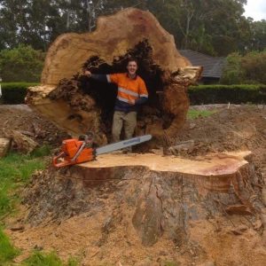 dangerous tree removal