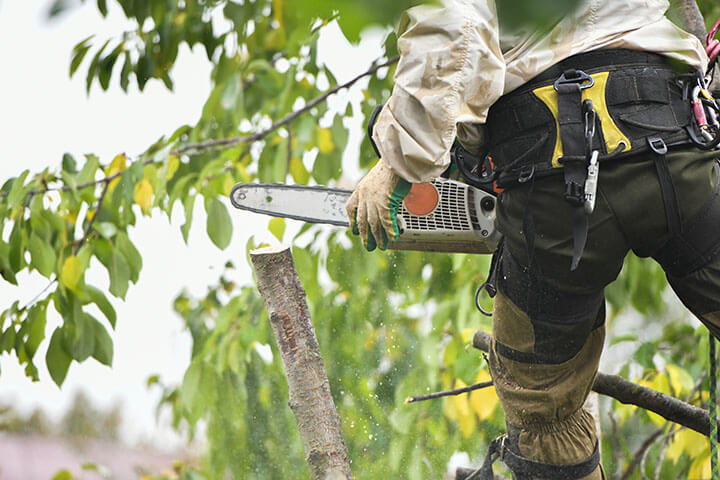 emergency tree service