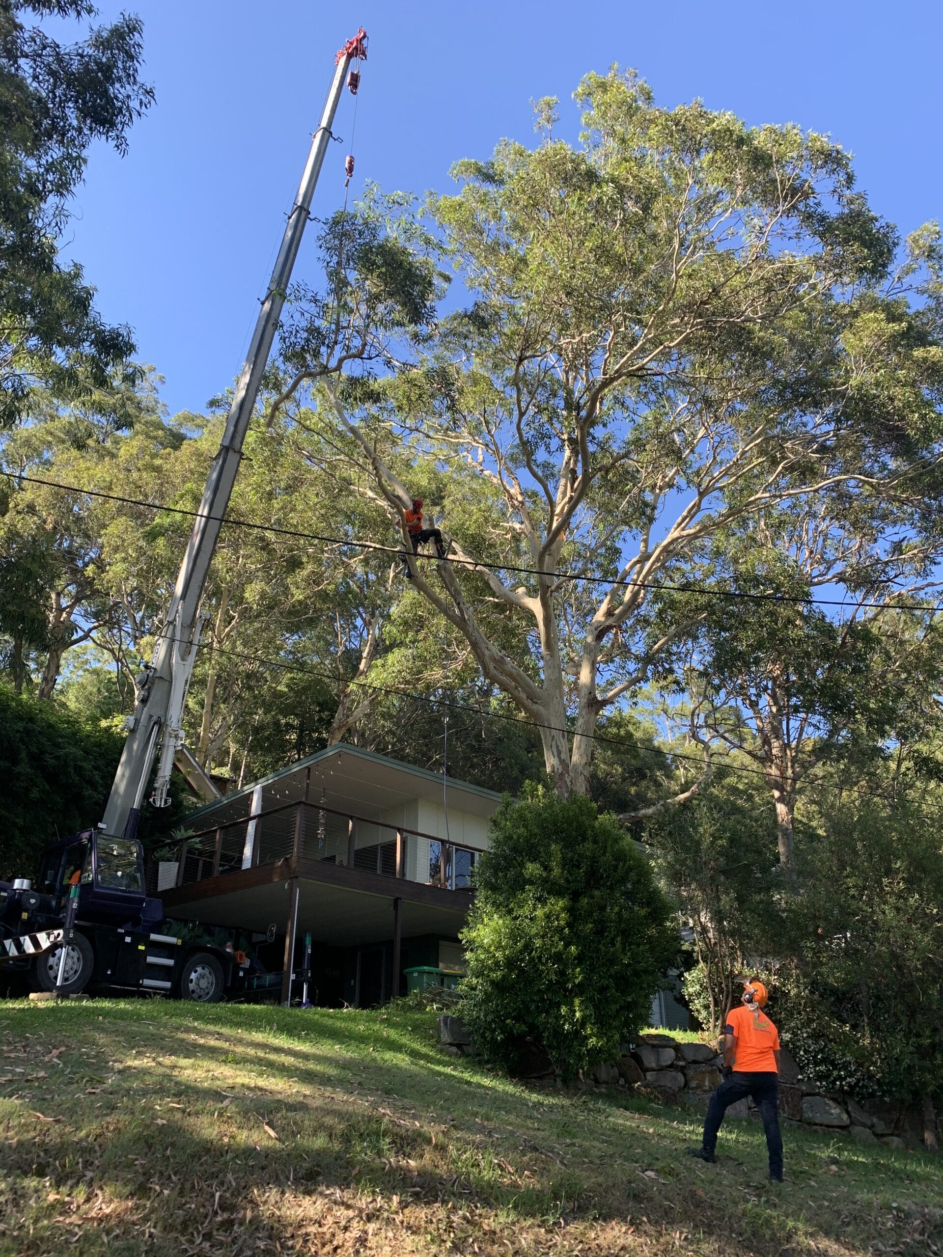 Central Coast Council Tree Removal Rules - T&G Tree Services
