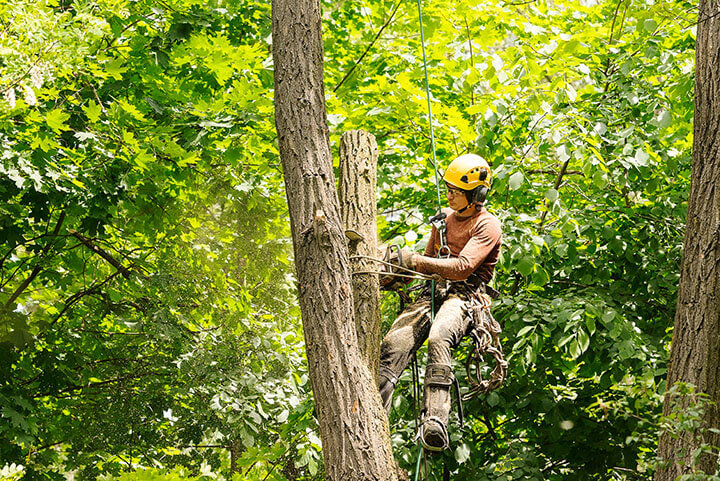 tree pruning and looping