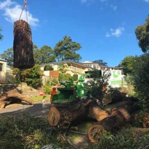 Tree Removal Green Point
