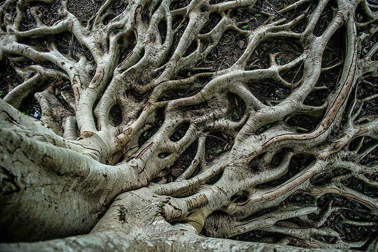 root barrier installation