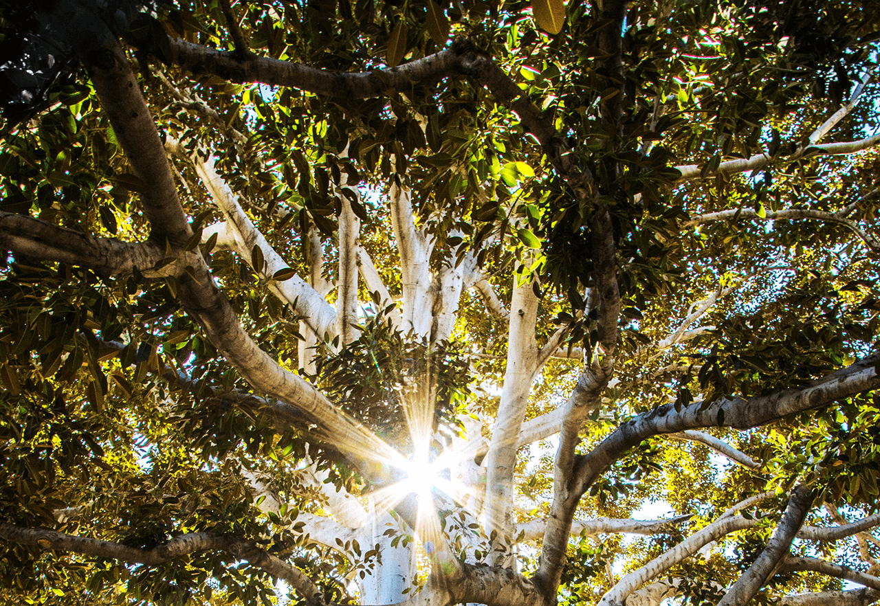 Central Coast tree removal rules & approval